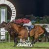 Ippica. Venerdi 14 agosto al Caprilli la notte dell'86esima Coppa del Mare