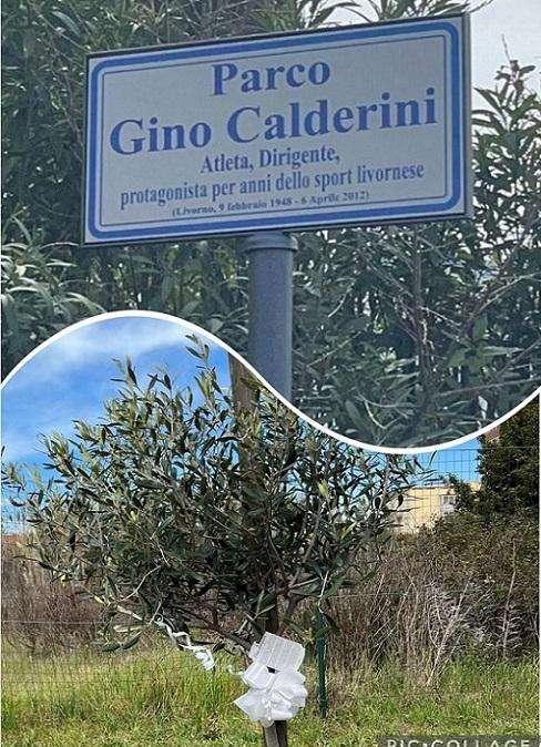 La targa e l'ulivo