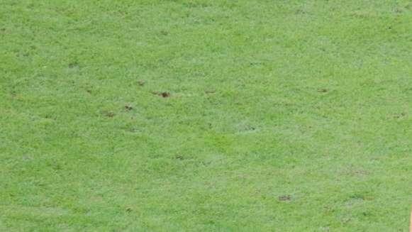Lecce-Livorno, le pagelle degli Amaranto