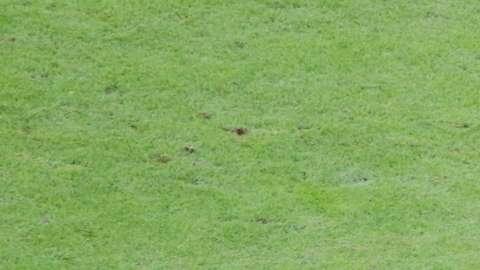 Il Livorno mette in difficoltà il forte Verona, 0 a 0