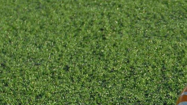 Memorial Vitulano, a Stagno e allo stadio Picchi la quinta edizione