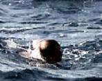 Messaggeri del mare, dalla Corsica all'Elba per il Santuario dei cetacei
