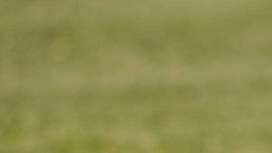Preziosa sgambata tra Primavera amaranto e Pro Livorno, 3 a 3