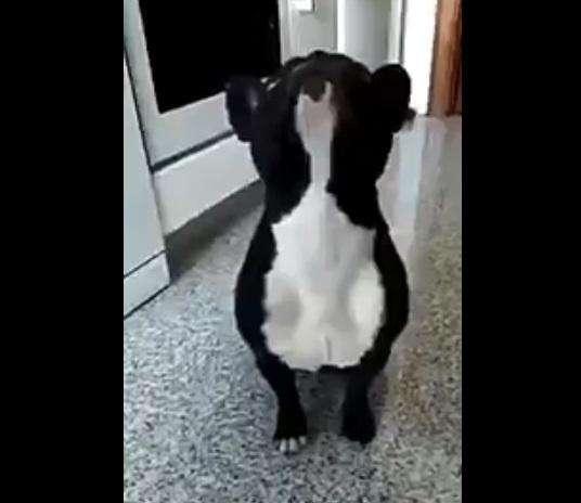 Sergio Ramos se identifica con un perro que calca su pose durante el himno de España