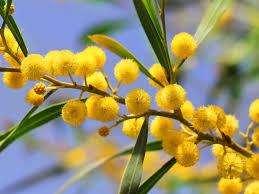 Auguri per la Festa della donna: le frasi più belle per l’8 marzo