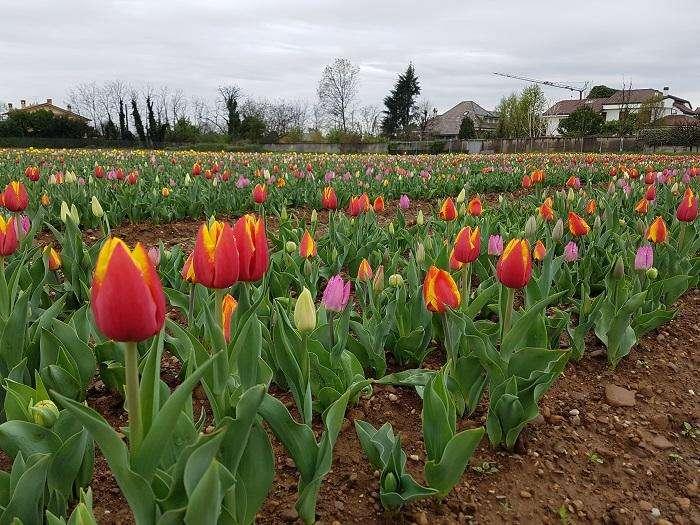 Tulipani