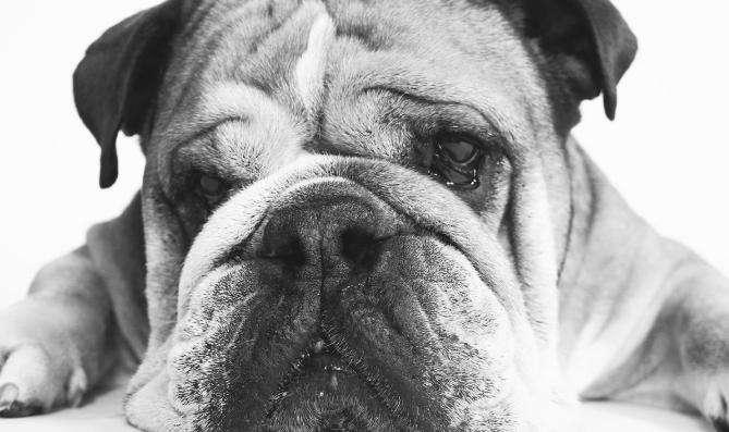 F1 | Addio a Roscoe, è morto tra le braccia di Lewis Hamilton: il messaggio