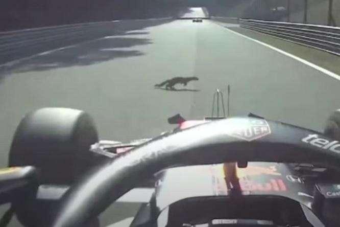 Formula 1 | Verstappen e lo scoiattolo: a Monza col fondo danneggiato