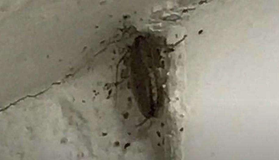 Roma | Ristorante shock: blatte e cibo scaduto al Tiburtino