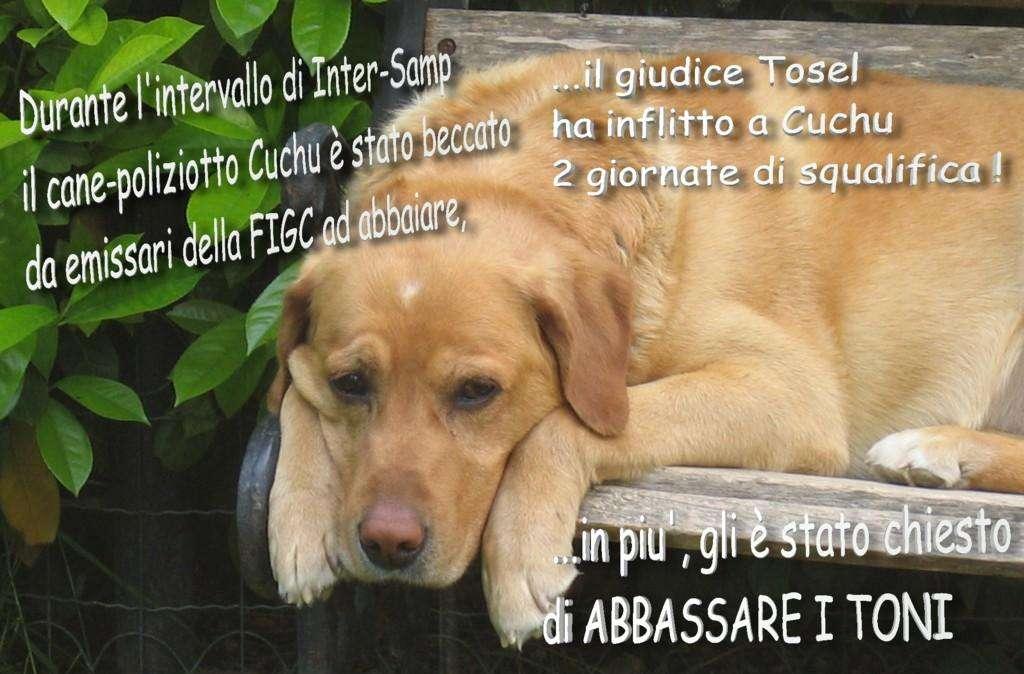 Ringraziamenti, consigli e... una vignetta!