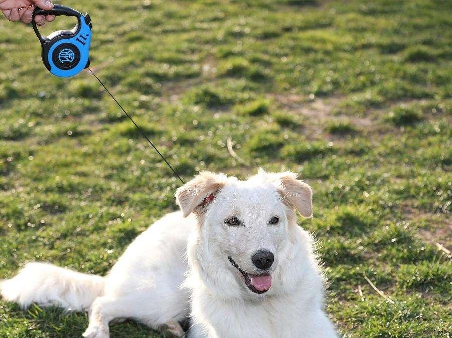 L'Inter vara il merchandising... a quattro zampe: arriva la collezione Inter Pets