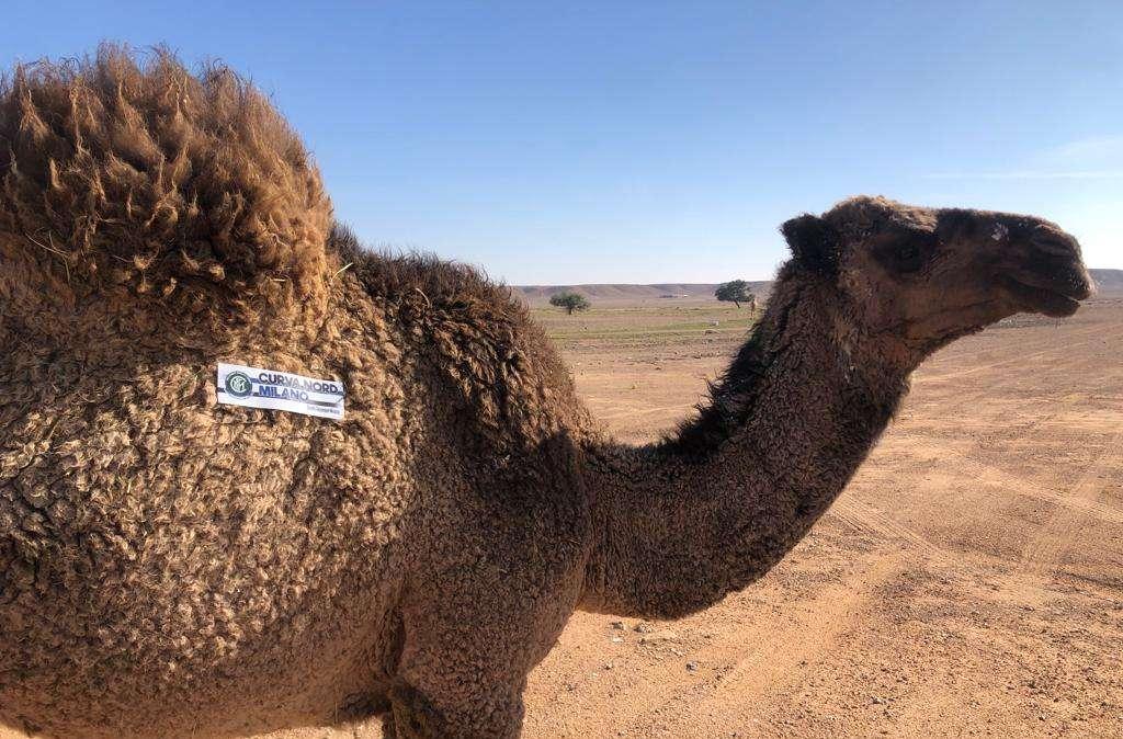 La Nord divulga il 'verbo' in Arabia Saudita: oltre 10 mila adesivi distribuiti tra la gente del posto
