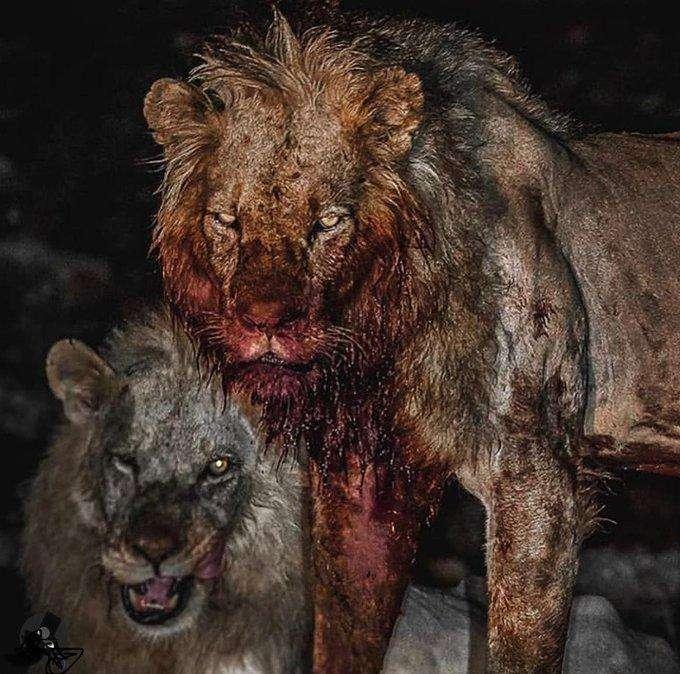 Ibrahimovic pulp sui social dopo il 2-1 nel derby: "Fame", e pubblica la foto di un leone dal volto insanguinato