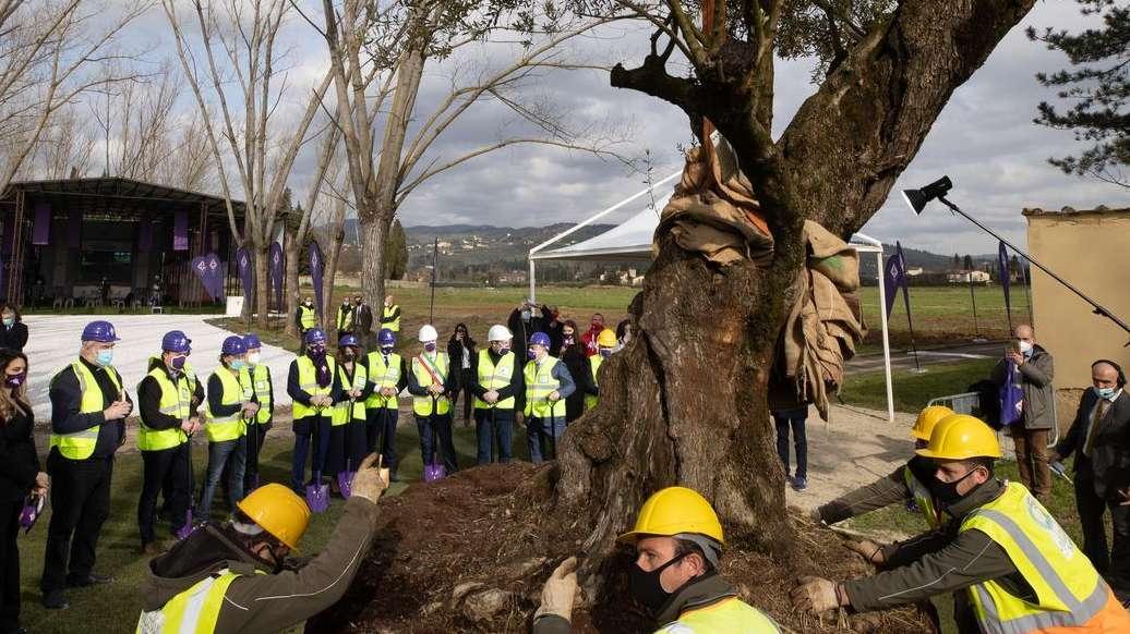 V. VANNUCCI A FV, VI RACCONTO IL "MIO" ULIVO. VIOLA PARK COME I CS DELLE BIG. L'OLIO CATERINA...