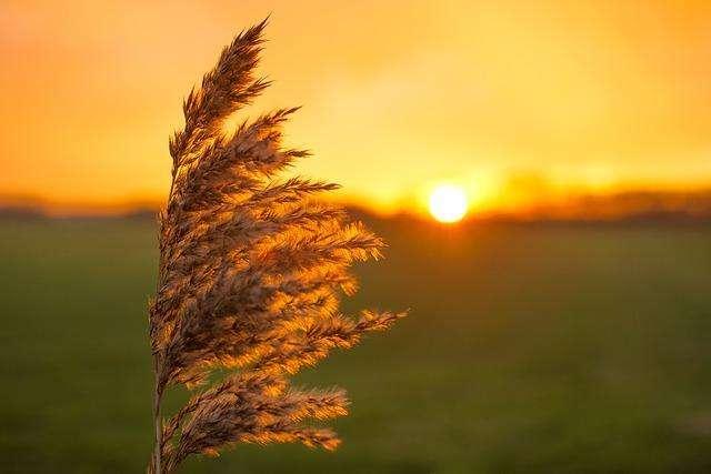 Il buongiorno