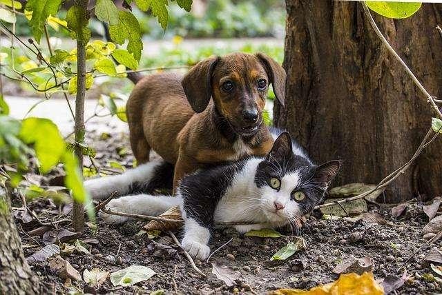 Un animale non è un giocattolo. Non lo abbandonare