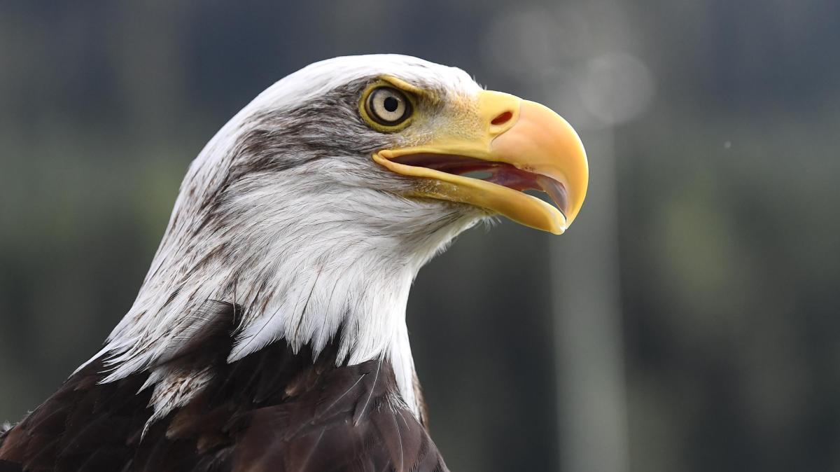 Il gruppo PETA contro il Crystal Palace: "Ritirate l'aquila Phoenix"