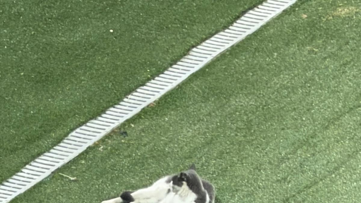 Salernitana-Scafatese, ospite speciale: un gatto segue la partita da bordocampo