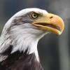 PRIMAVERA | Lazio, Iorio è un nuovo giocatore dell'Audace Cerignola