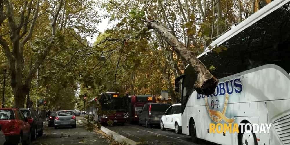Meteo Roma: alberi caduti e vento forte, la situazione