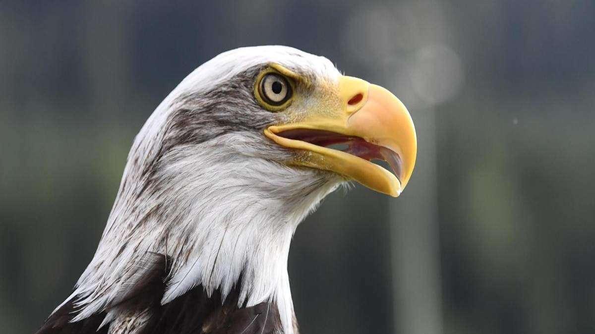 Lazio, la nuova aquila è Olympia? Il rumor e la conferma