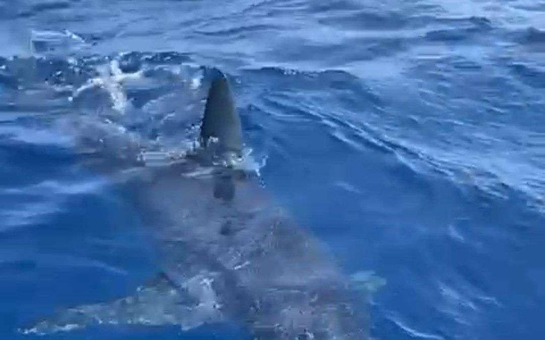 Squalo Mako avvistato a Marina di Grosseto: è una specie pericolosa per l'uomo