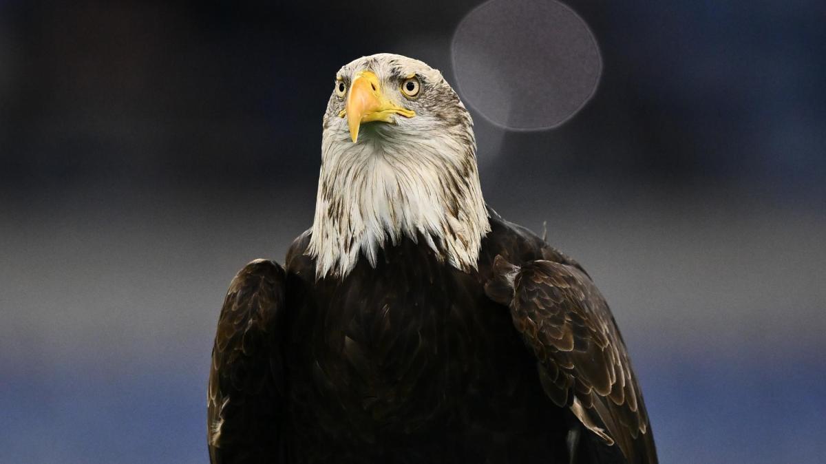 Lazio, niente più aquila in campo? La PETA attacca: cosa sta succedendo