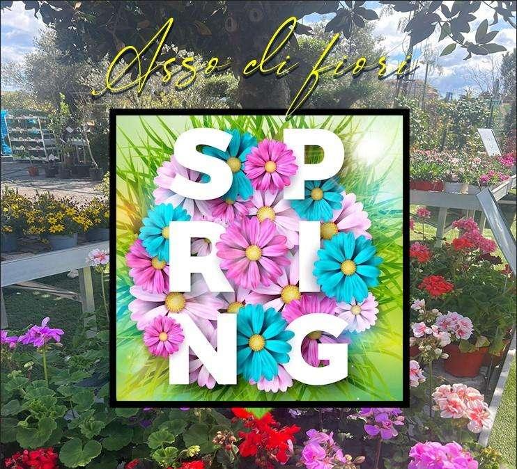 FIORI E COMPOSIZIONI PRIMAVERILI? ASSO DI FIORI ILLUMINA LA TUA CASA: CHIAMA ALLO 0641219260 L'ASSO DI FIORI!