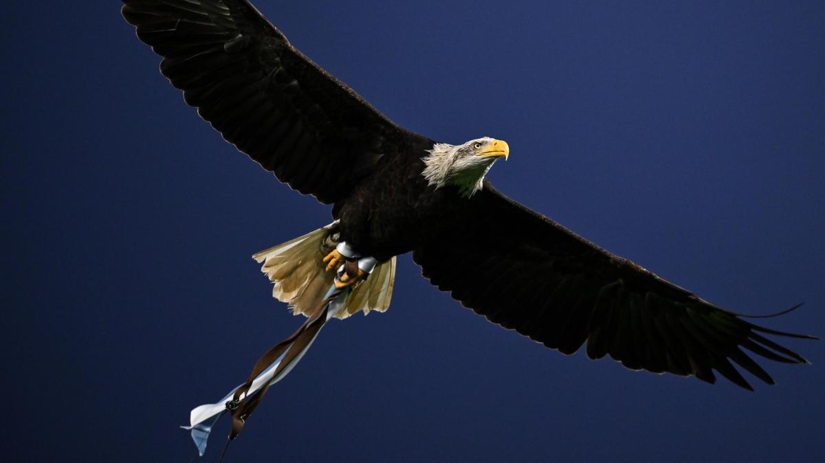 Lazio, per le giovanili arriva un giovane dalla Boreale: di chi si tratta