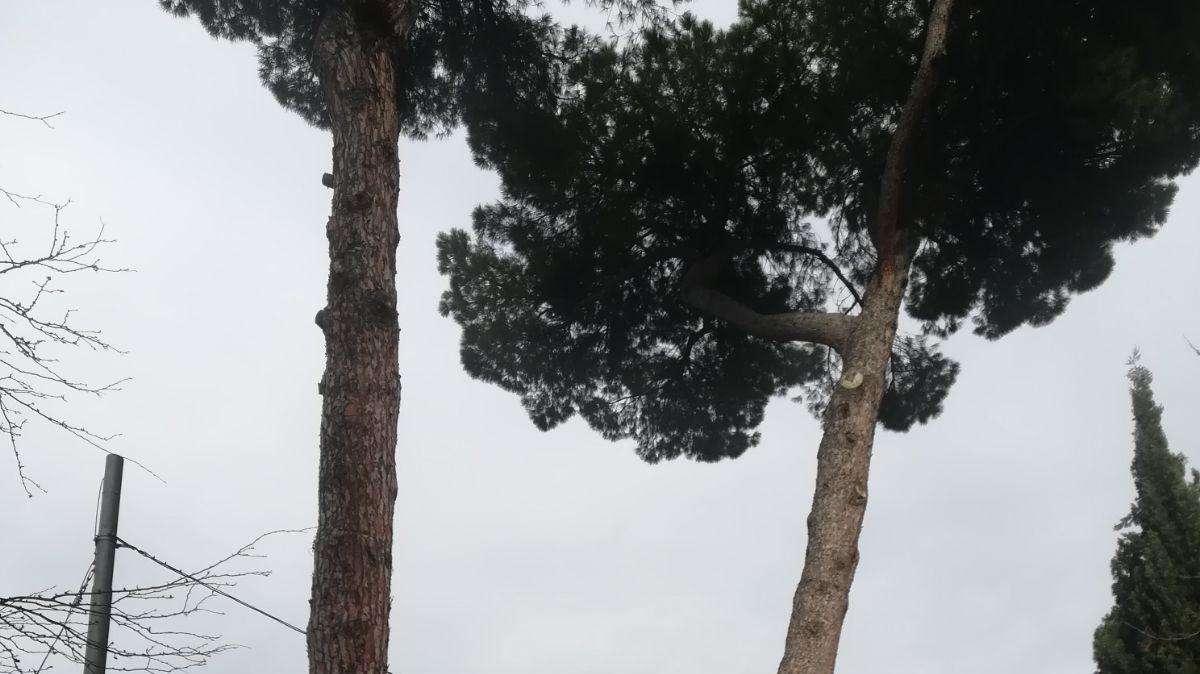 Piazza della Libertà, iniziano oggi i lavori di abbattimento dei pini in vista del 9 gennaio