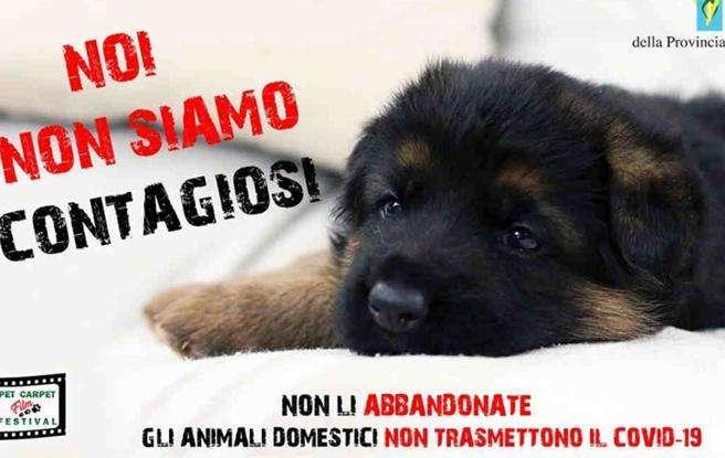Coronavirus, Borrelli: "Non abbandonate i cani, non trasmettono contagio"