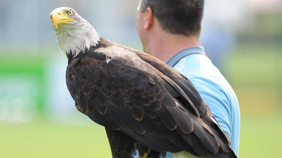 Lazio, sospeso il falconiere Bernabé: il comunicato