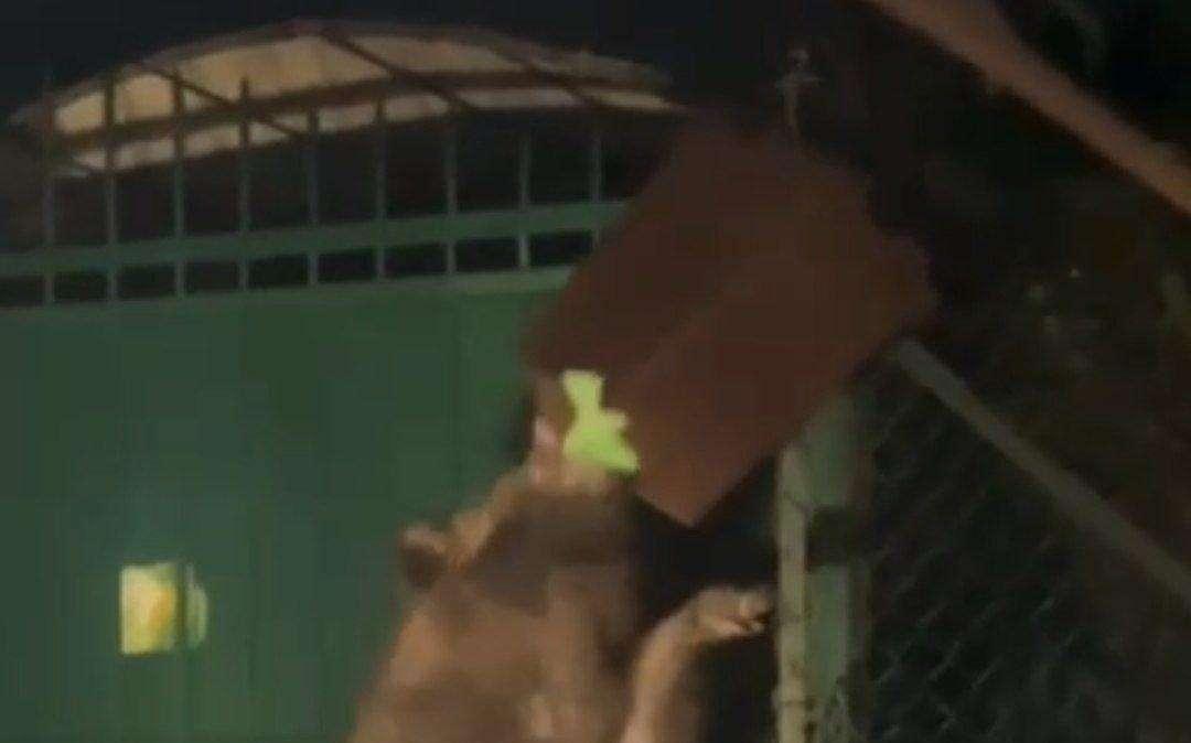 Roma, donna aggredita da un branco di cinghiali: la denuncia