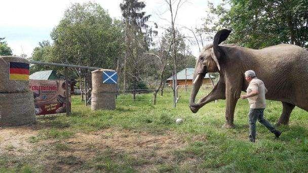 Euro2024| Bubi, l'elefante è il nuovo polpo Paul: il suo primo pronostico