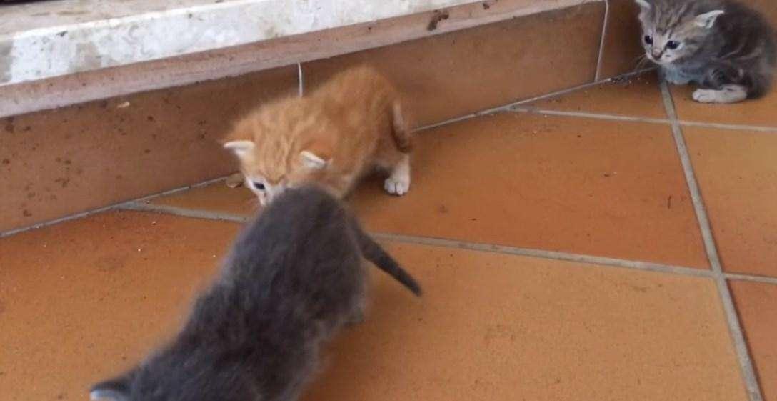 Coronavirus / Animali suscettibili a Covid-19, proteggerli da malati: più a rischio i gatti che i cani