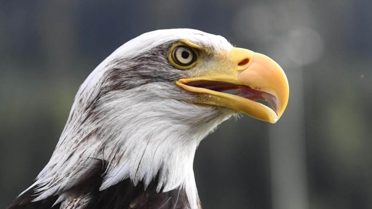 PRIMAVERA | Lazio, Iorio è un nuovo giocatore dell'Audace Cerignola