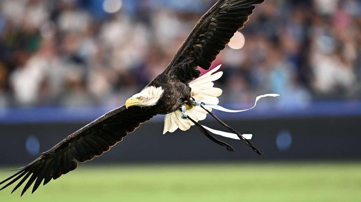 Caso Bernabè, parla il falconiere dell'Eintracht: "Non è un bene per la categoria"