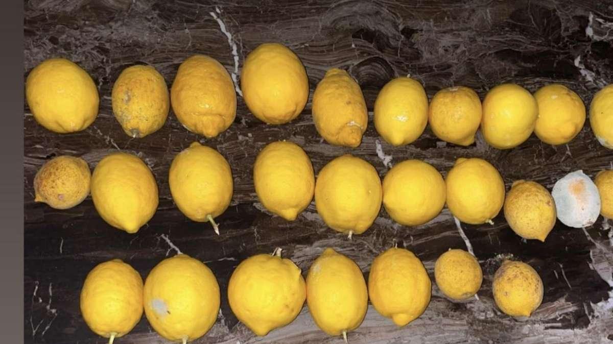 Lazio, Ciro e Luigi Immobile zittiscono gli haters a suon di limoni - FOTO