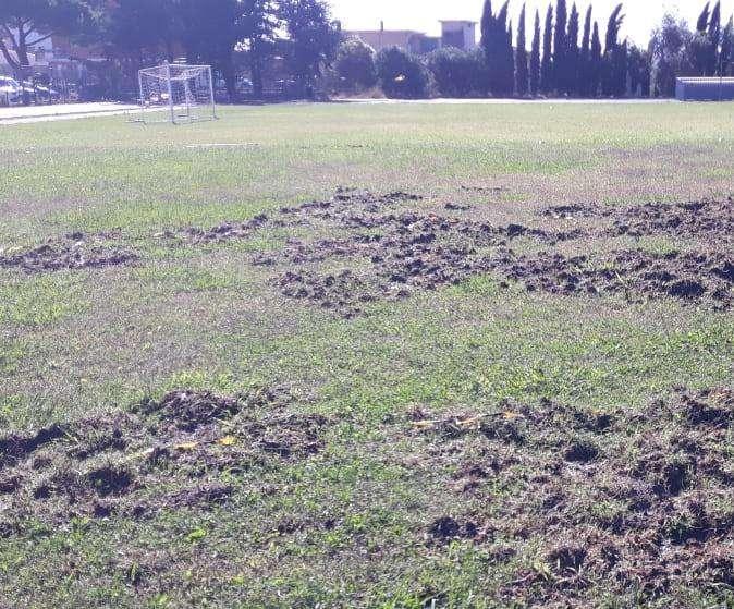 Cinghiali in campo: devastato il terreno di gioco di un club dilettante