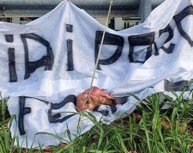 Testa di maiale fuori la sede dalla Spal: tifosi inferociti