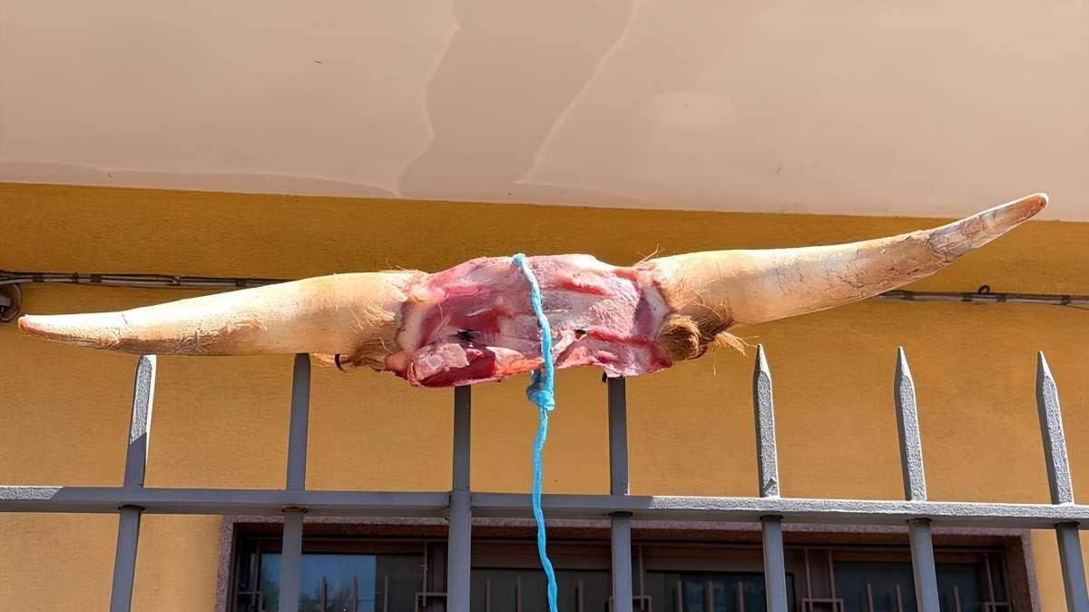 Acireale, scalpo di bovino appeso con un cappio davanti all'abitazione del presidente Di Mauro