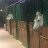 Nasce il Fuxiateam Orofiock! Solo applausi per la squadra di endurance equestre creata da Gianluca Laliscia: fascino ed eleganza