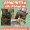 E' solo l'ultimo caso... Ma perchè a Villa di Magione tanti gatti spariscono nel nulla?