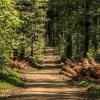 Il Fondo Forestale Italiano presenta martedì 9 settembre "Aziende e foreste: un connubio di valore"