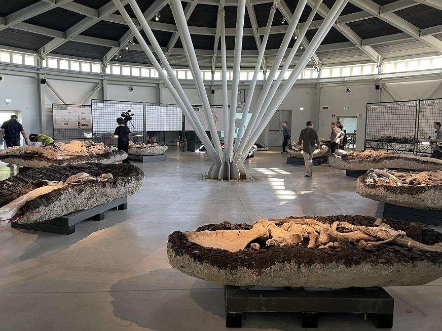 A Pietrafitta ha riaperto il Museo paleontologico “Luigi Boldrini”, con una vasta collezione 