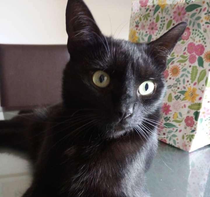 Lo sapevate che oggi è la loro festa? In tutta Italia ed anche in Umbria si celebra il "Gatto nero day"