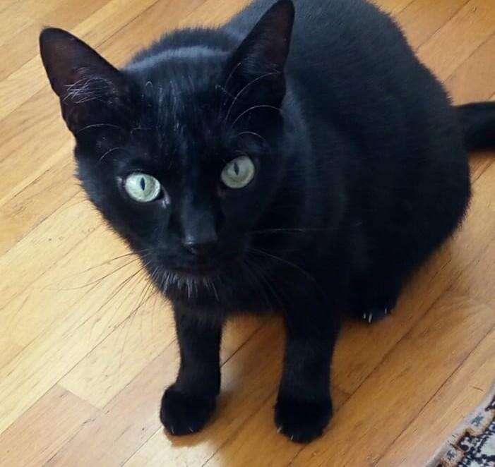 Lo sapevate che oggi è la Giornata Internazionale del Gatto? Che sia per tutti loro un giorno di grande festa!
