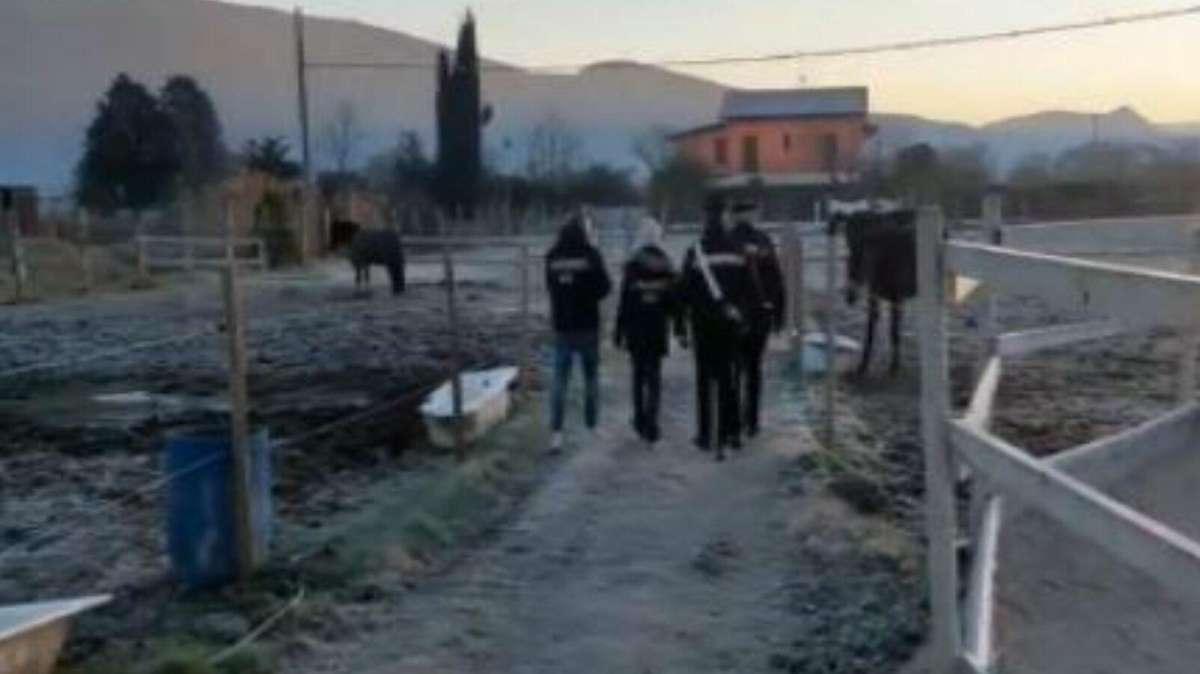 Sviluppi sulla macellazione illegale dei cavalli in Umbria: l'associazione di difesa degli animali "Horse Angels" parte offesa