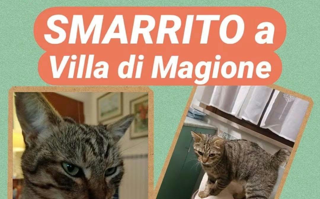 E' solo l'ultimo caso... Ma perchè a Villa di Magione tanti gatti spariscono nel nulla?