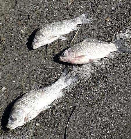 Pesci morti sulle rive del Lago Trasimeno? Ecco la spiegazione (senza una soluzione)